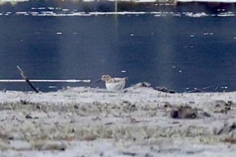 jespák skvrnitý - ML644866098