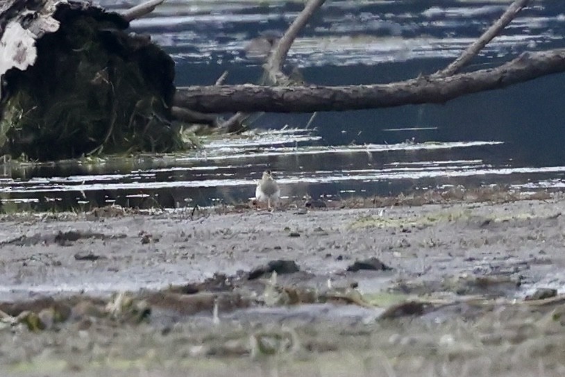 jespák skvrnitý - ML644866099