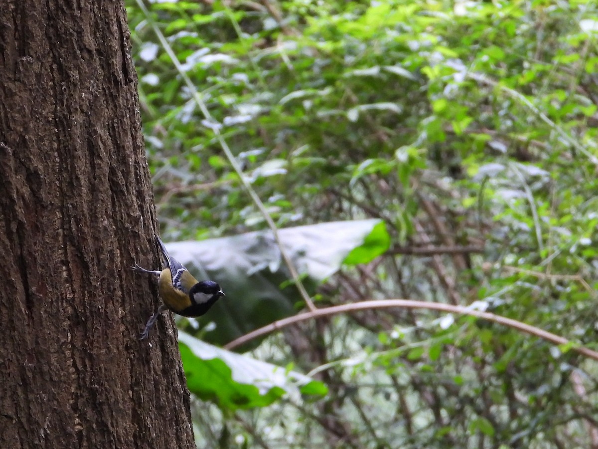 Bergkohlmeise - ML644866100