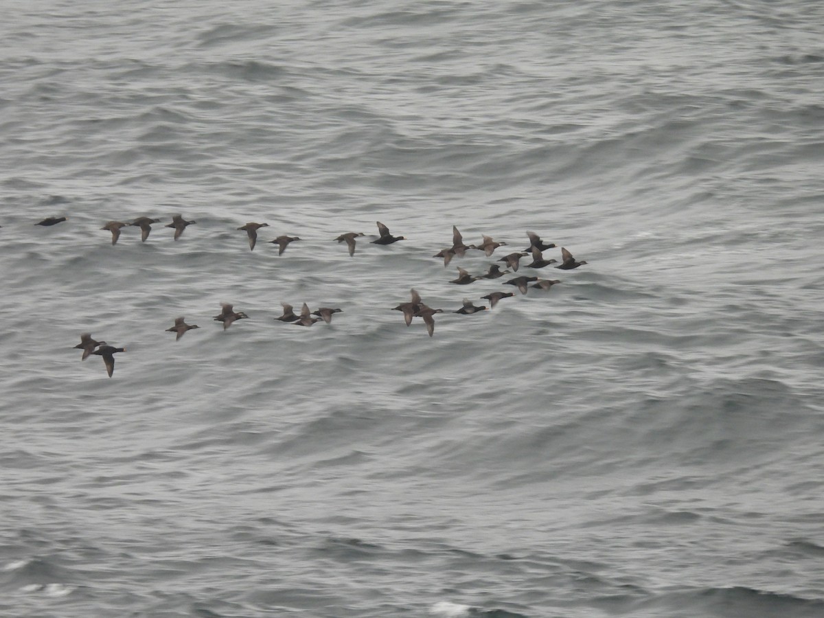 Black Scoter - ML644866105