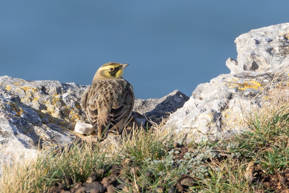 צחיחנית חרמון - ML644866123