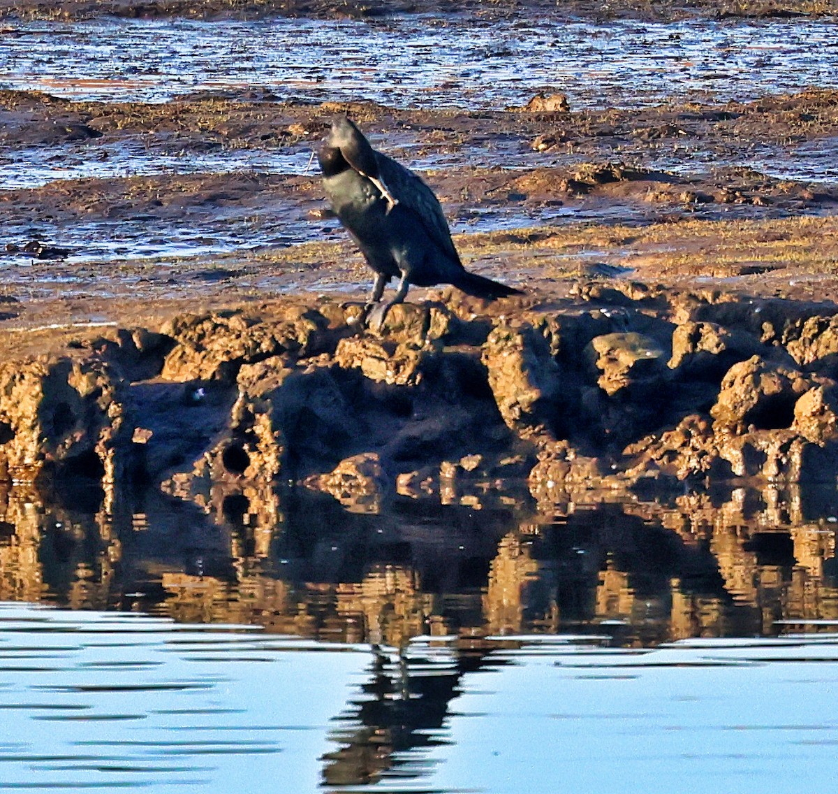 Great Cormorant - ML644866130