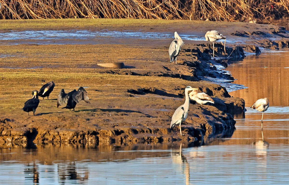 Great Cormorant - ML644866131