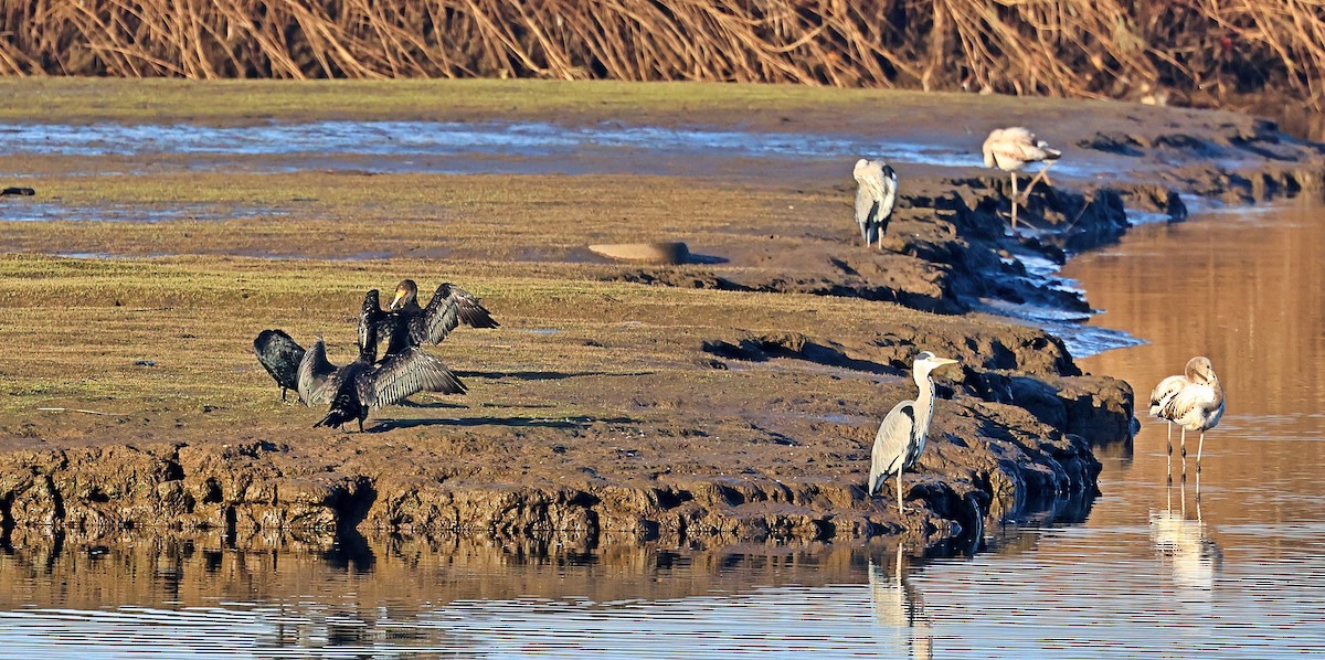 Great Cormorant - ML644866132