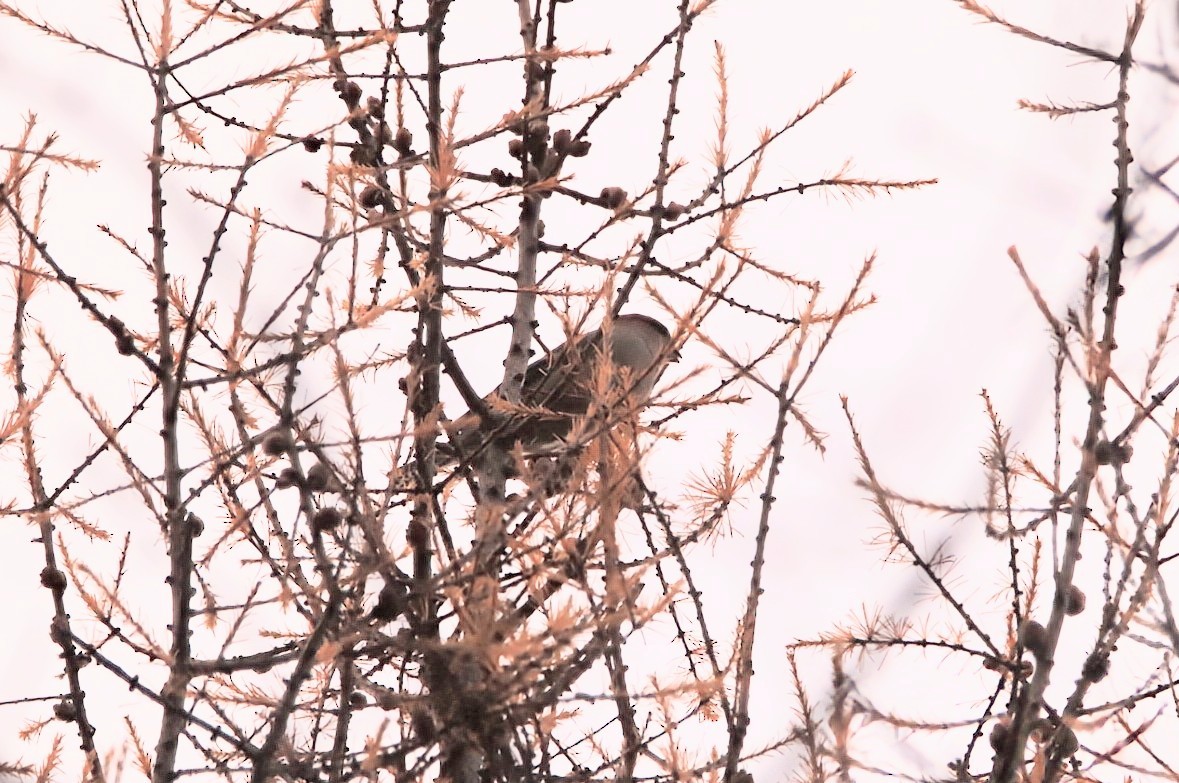 Pine Grosbeak - ML644866167