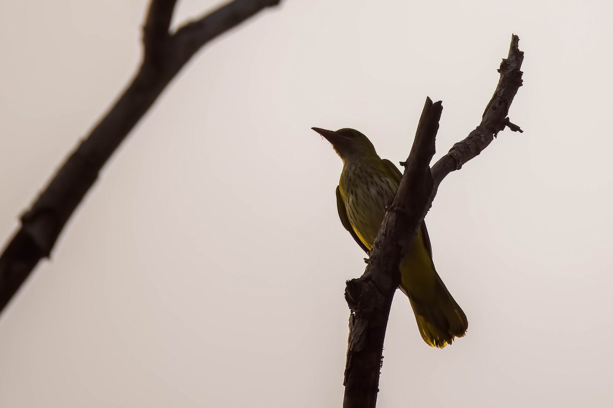 Indian Golden Oriole - ML644866173