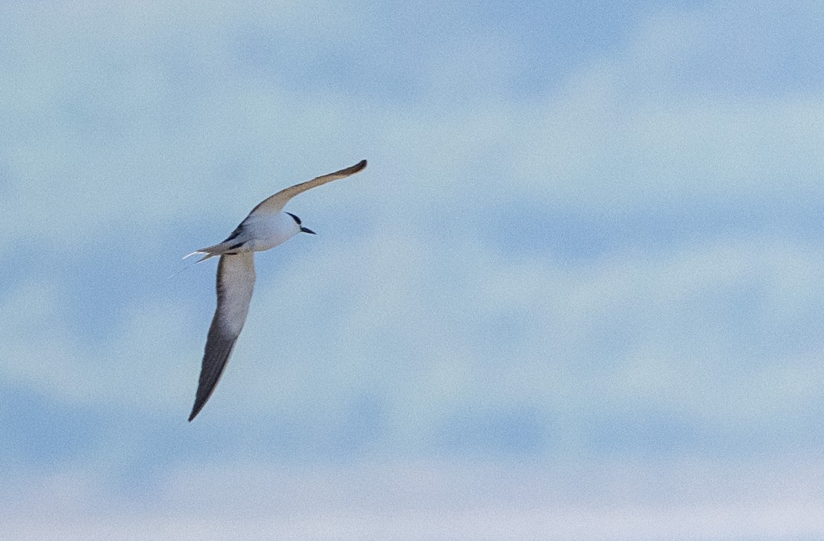 Sooty Tern - ML644866184