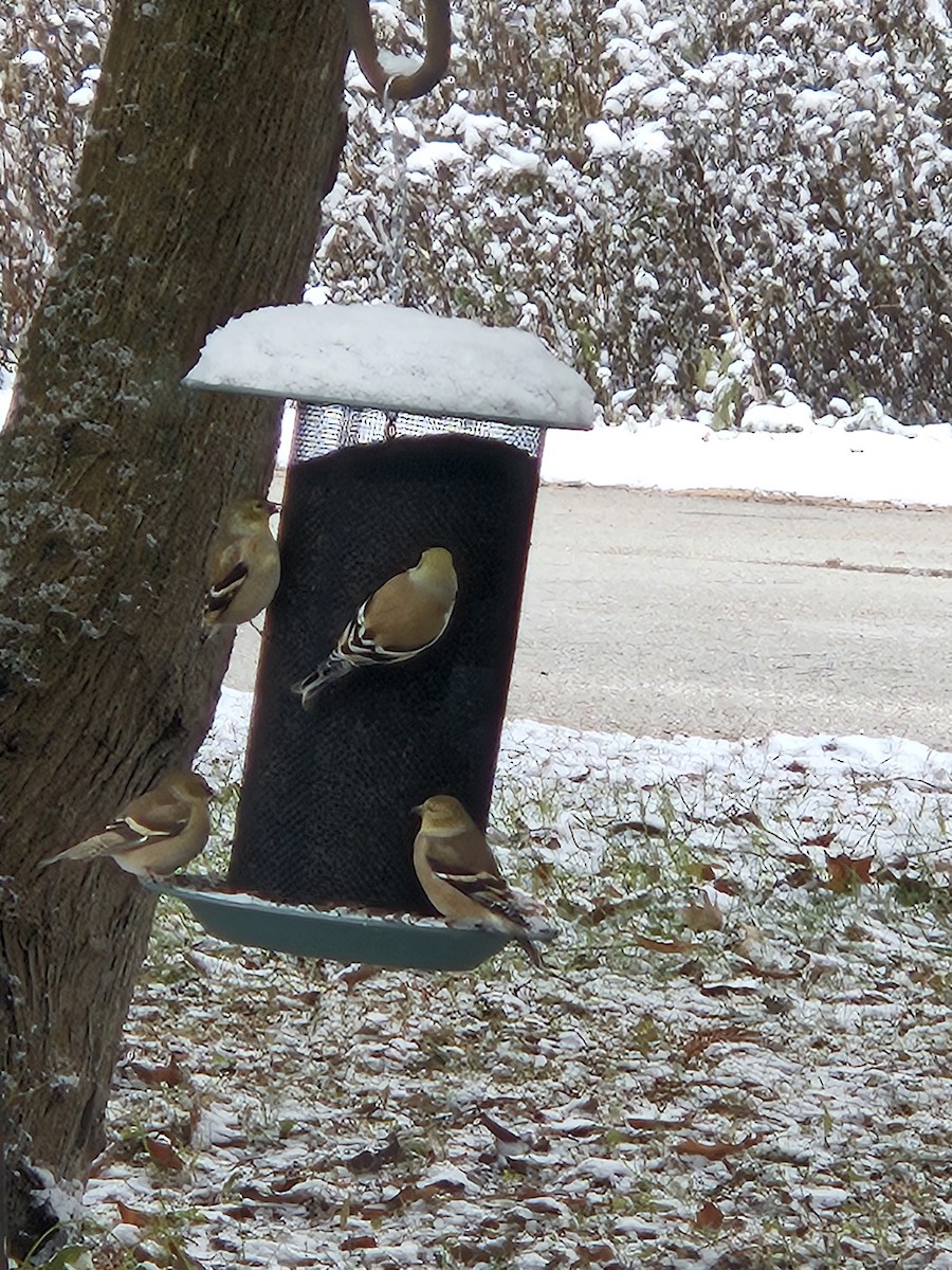 American Goldfinch - ML644866186