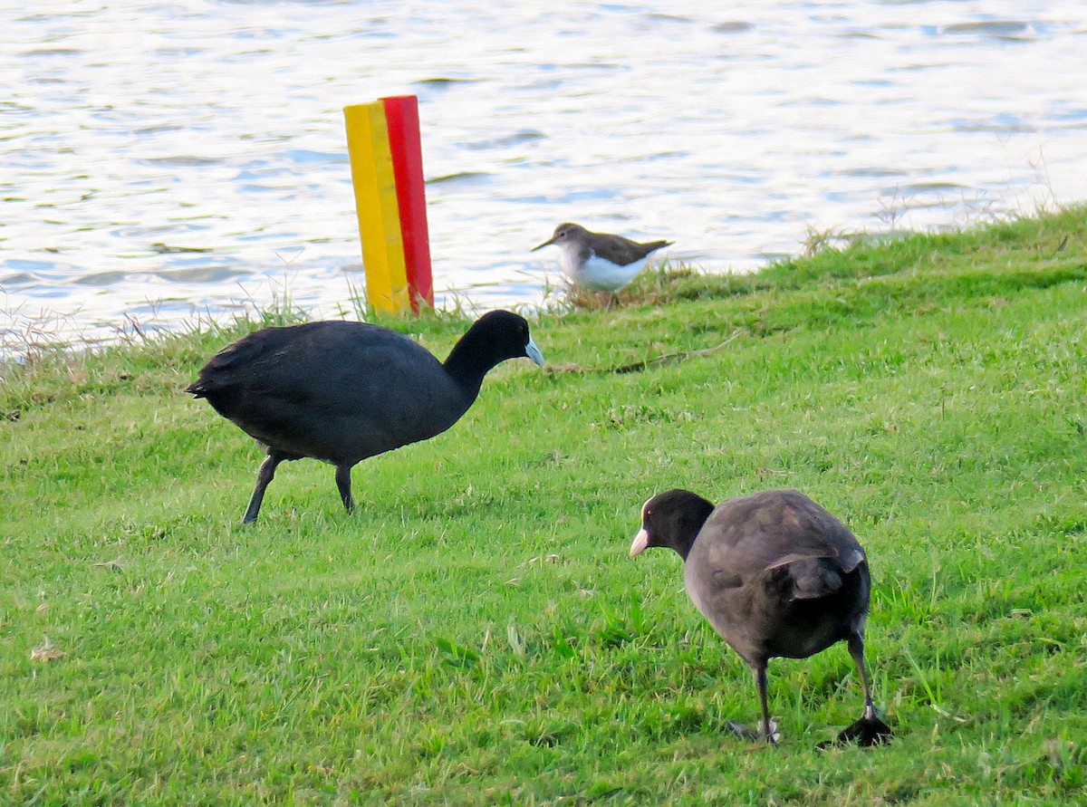 Red-knobbed Coot - ML644866188