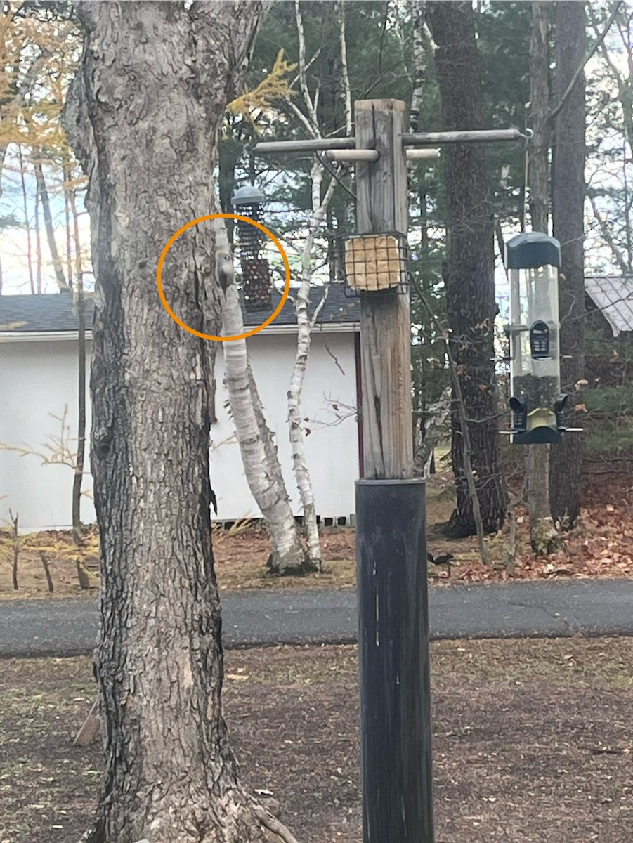 Tufted Titmouse - ML644866212