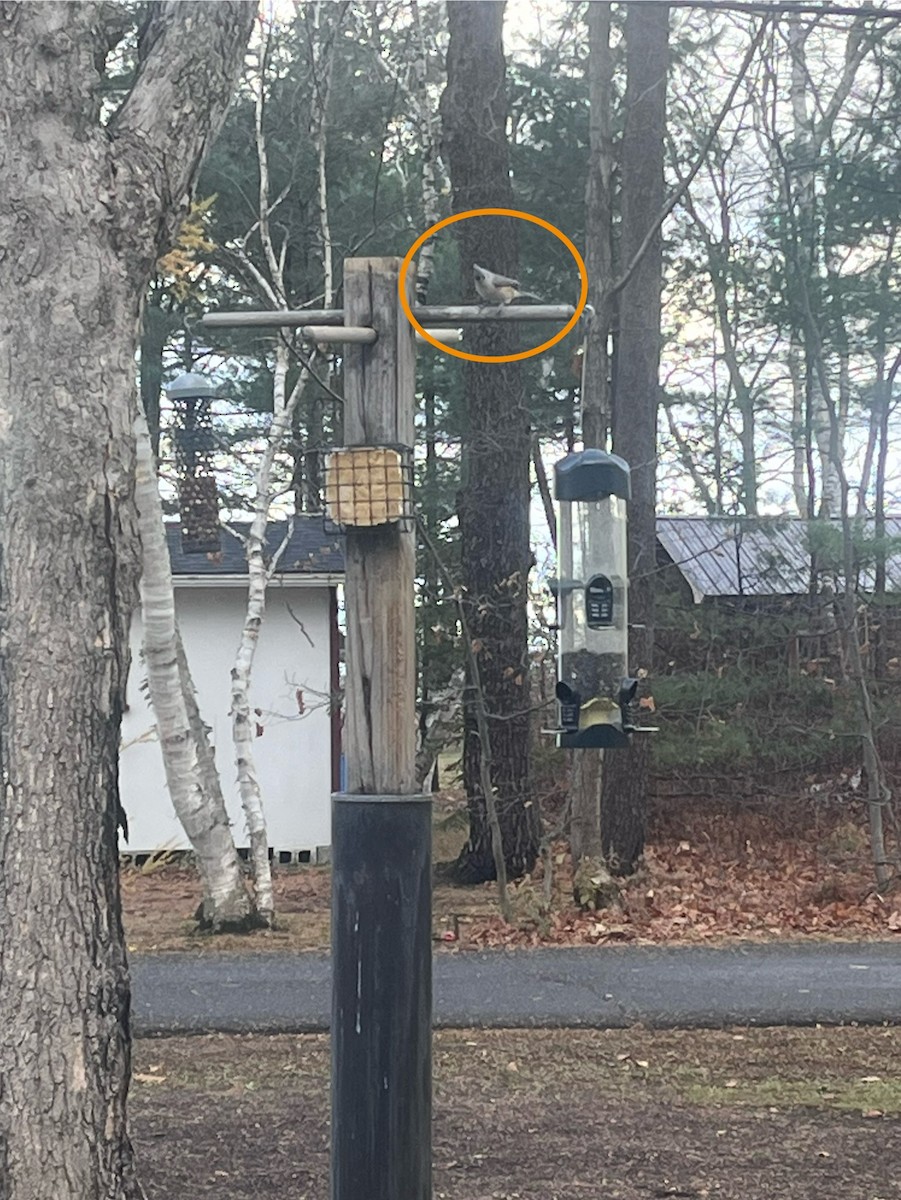 Tufted Titmouse - ML644866213