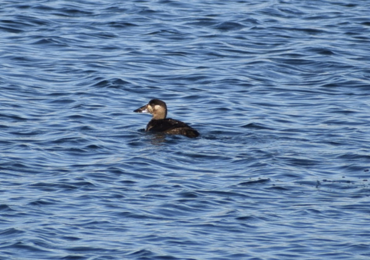 Surf Scoter - ML644866220