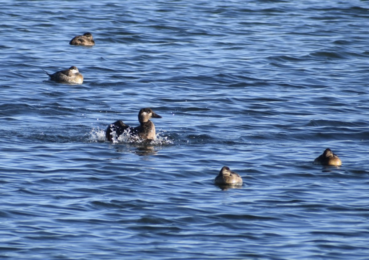 Surf Scoter - ML644866221