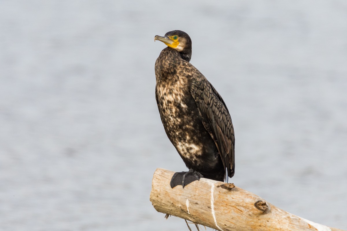 Great Cormorant - ML644866226