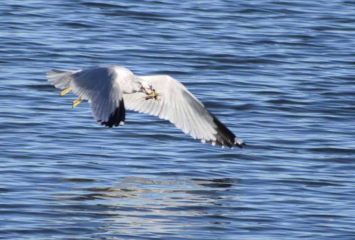 Ring-billed Gull - ML644866232
