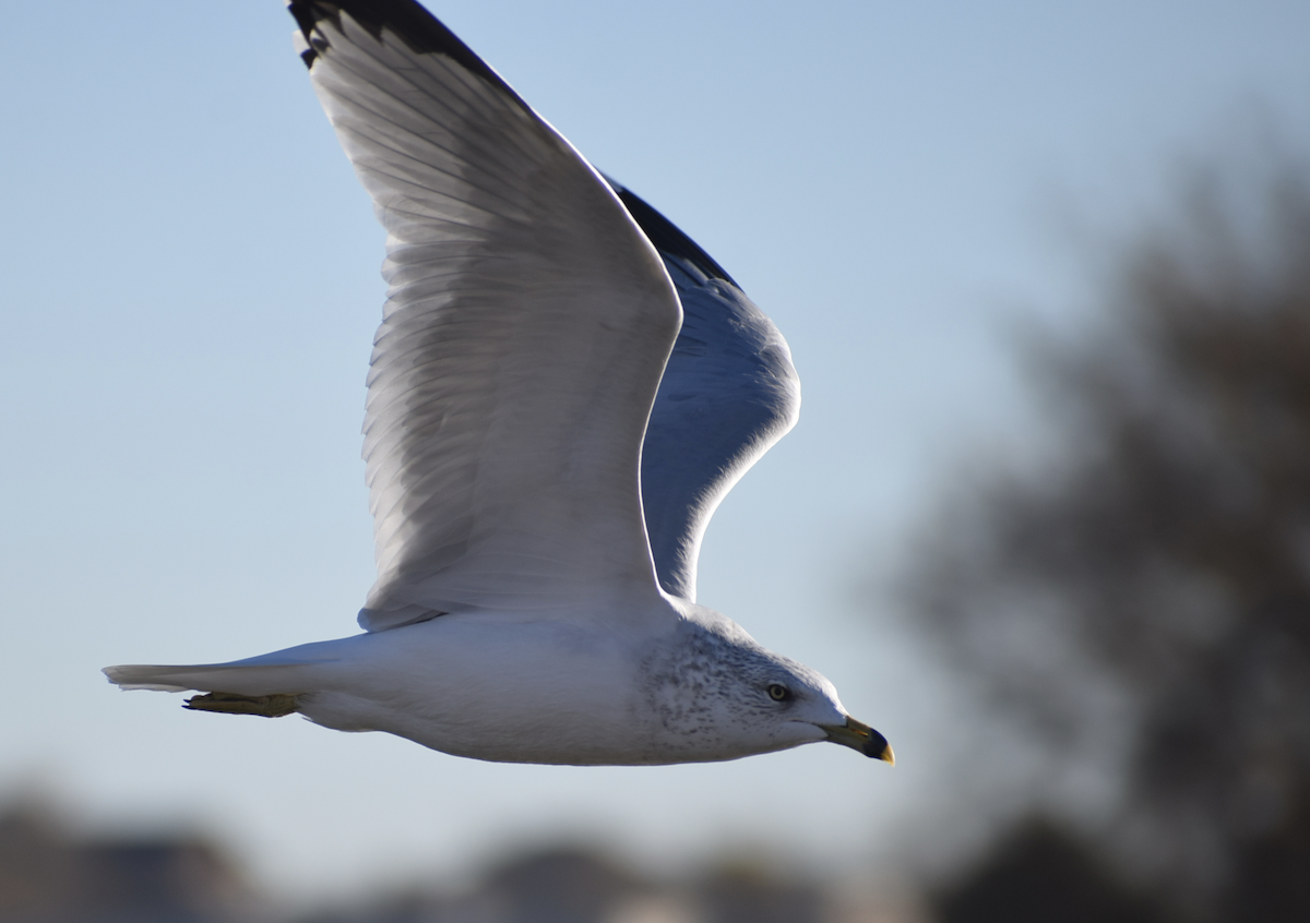Ring-billed Gull - ML644866233