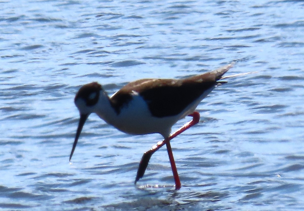 pisila černokrká - ML644866276