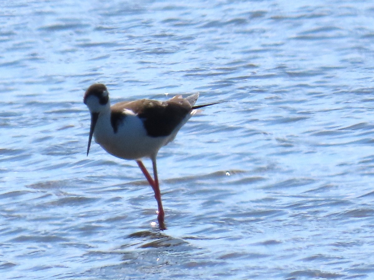 pisila černokrká - ML644866281