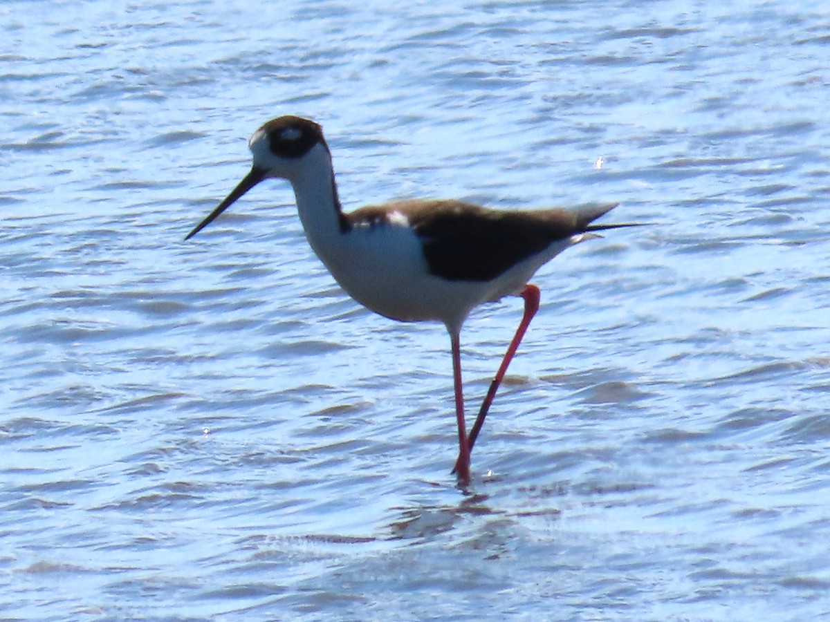 pisila černokrká - ML644866282