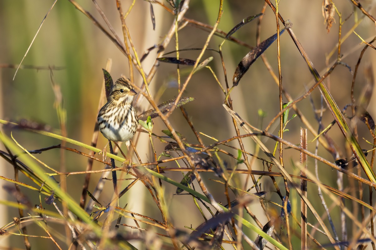 Savannah Sparrow - ML644866283