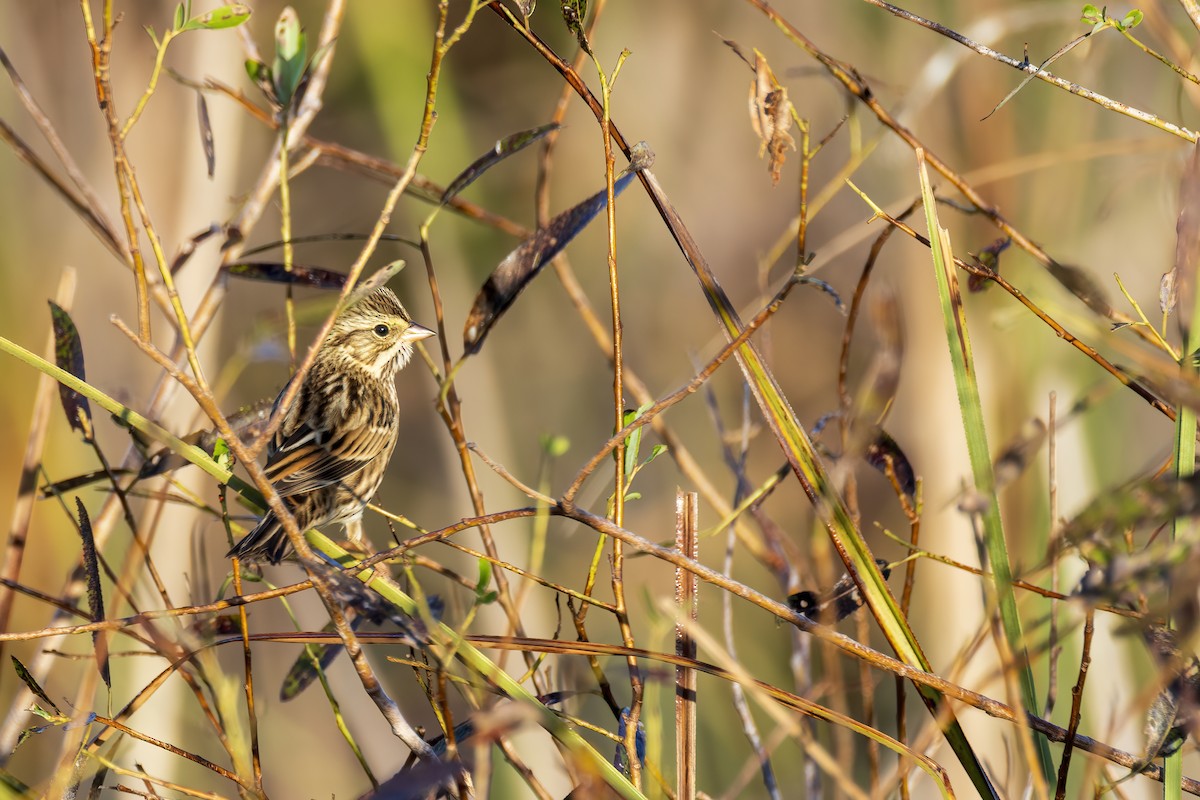 Savannah Sparrow - ML644866292