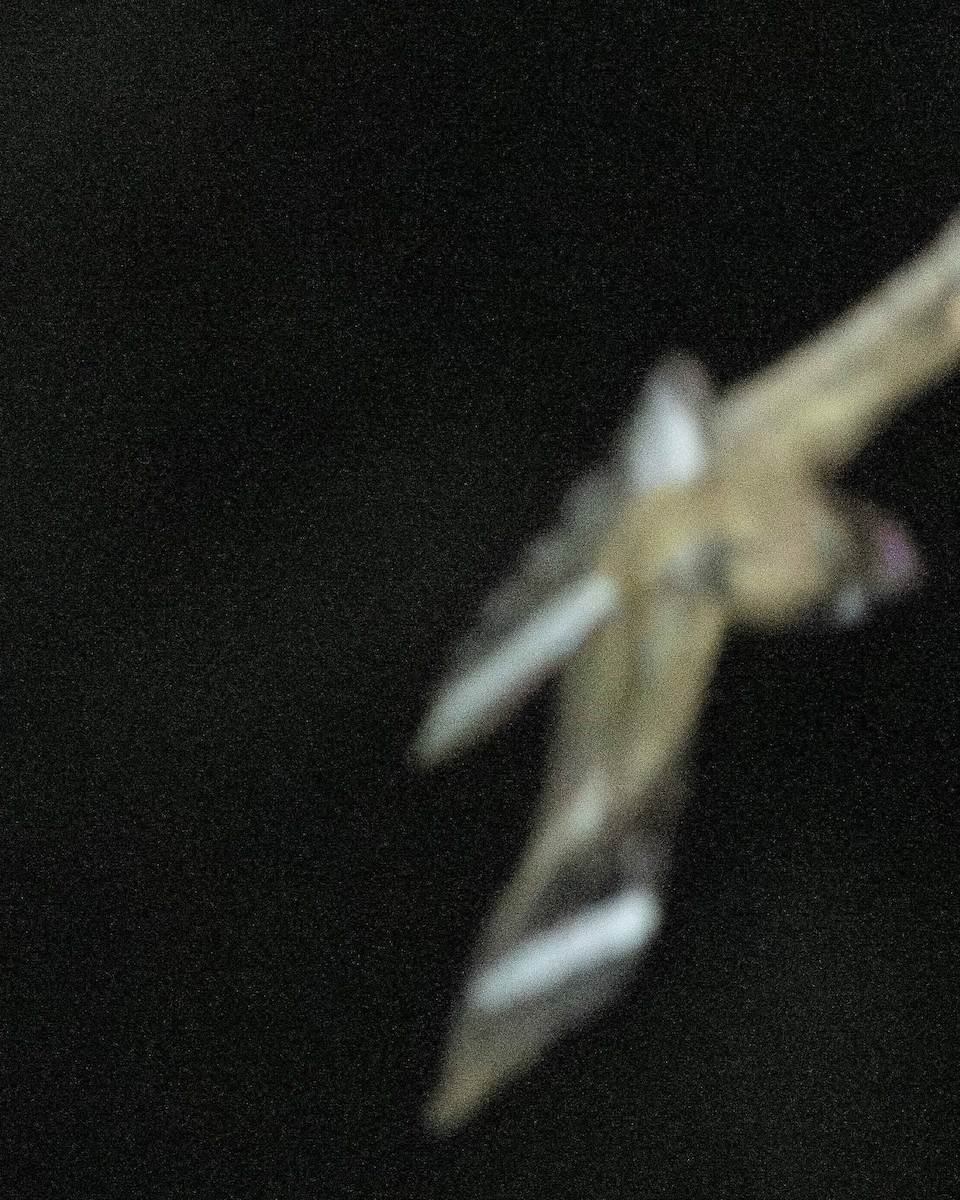 lelek křovinný - ML644866297