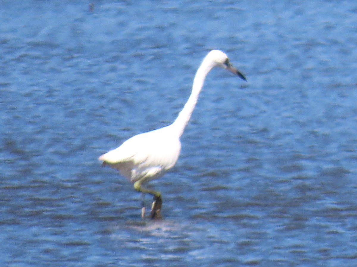 volavka modrošedá - ML644866298