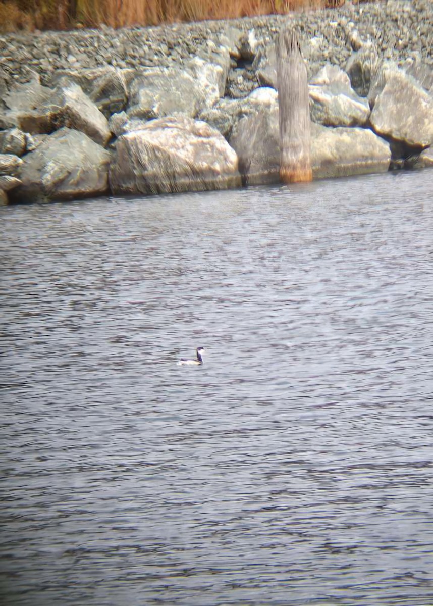 Horned Grebe - ML644866301