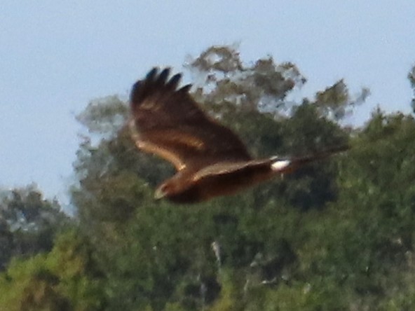 Американский лунь - ML644866307