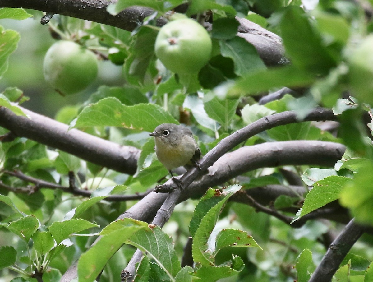 Virginia's Warbler - ML644866313