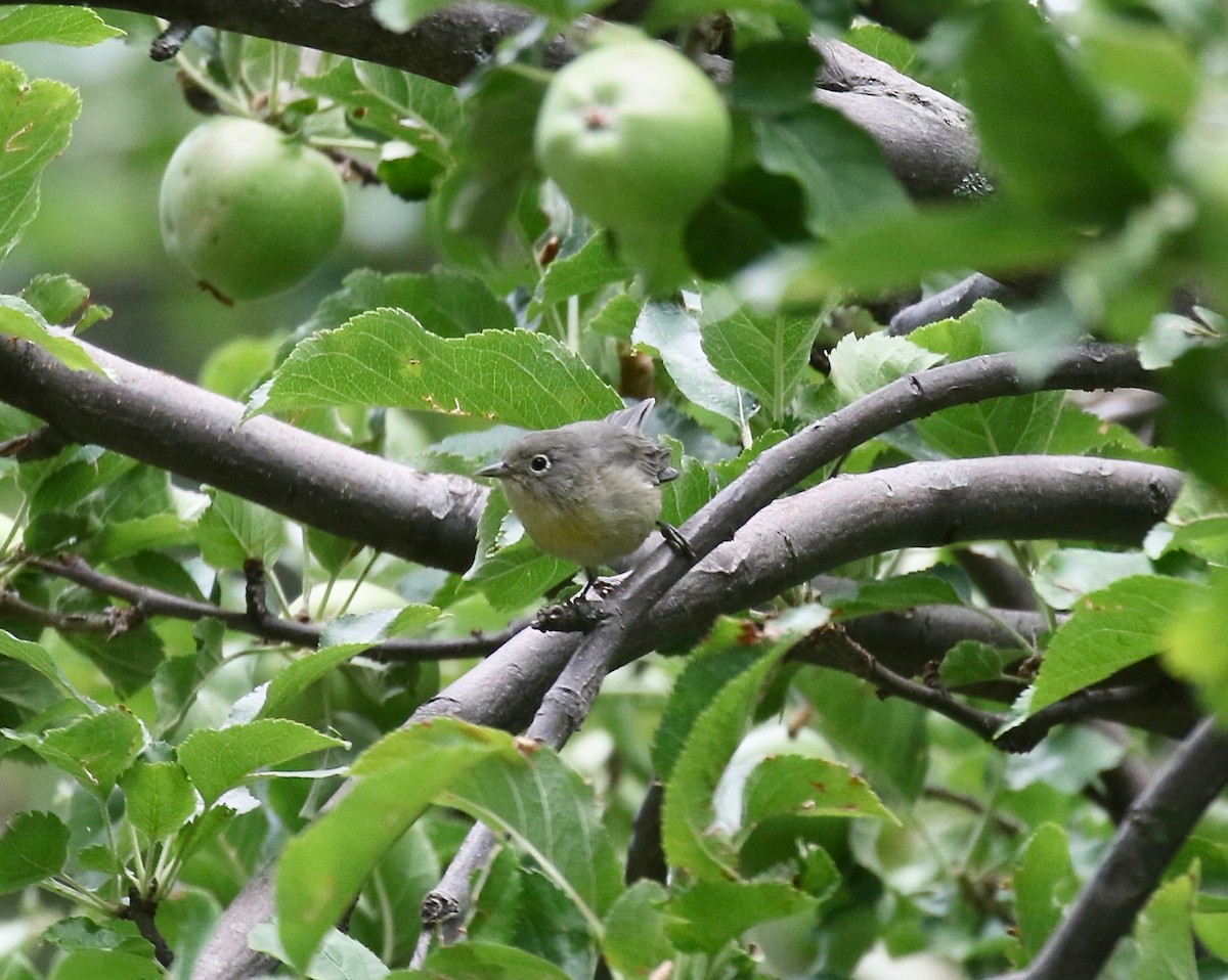 Virginia's Warbler - ML644866314