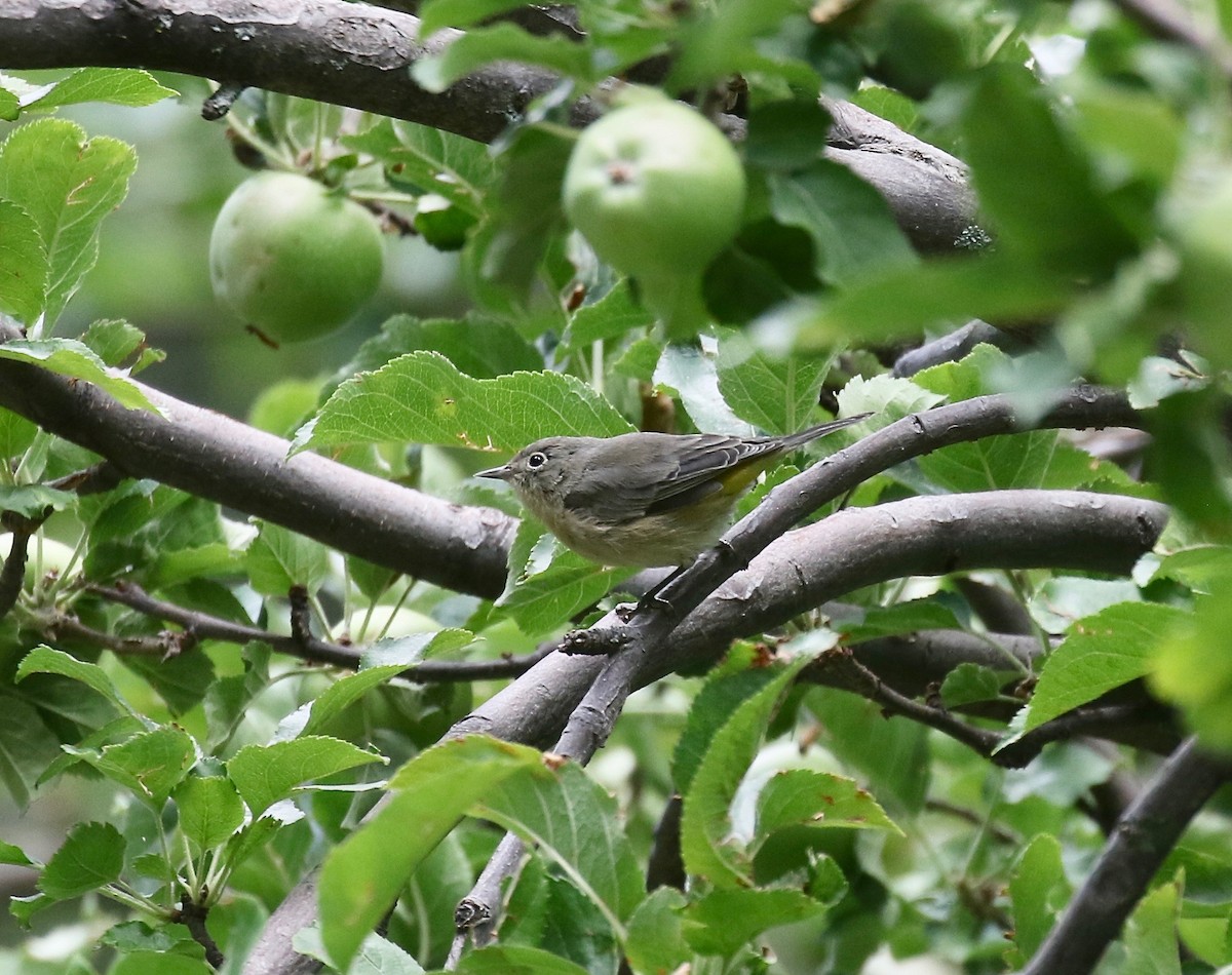 Virginia's Warbler - ML644866316