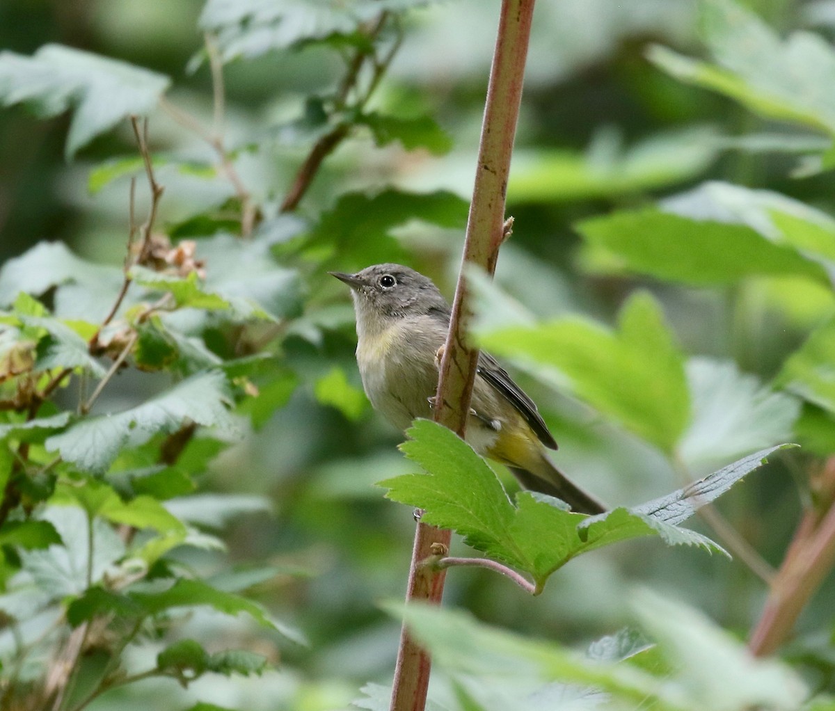 Virginia's Warbler - ML644866317