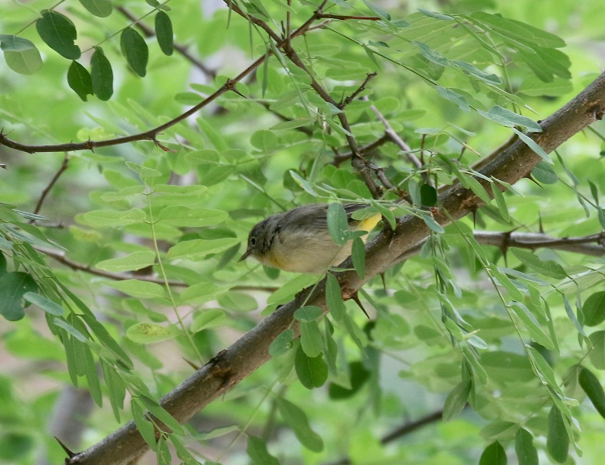 Virginia's Warbler - ML644866318
