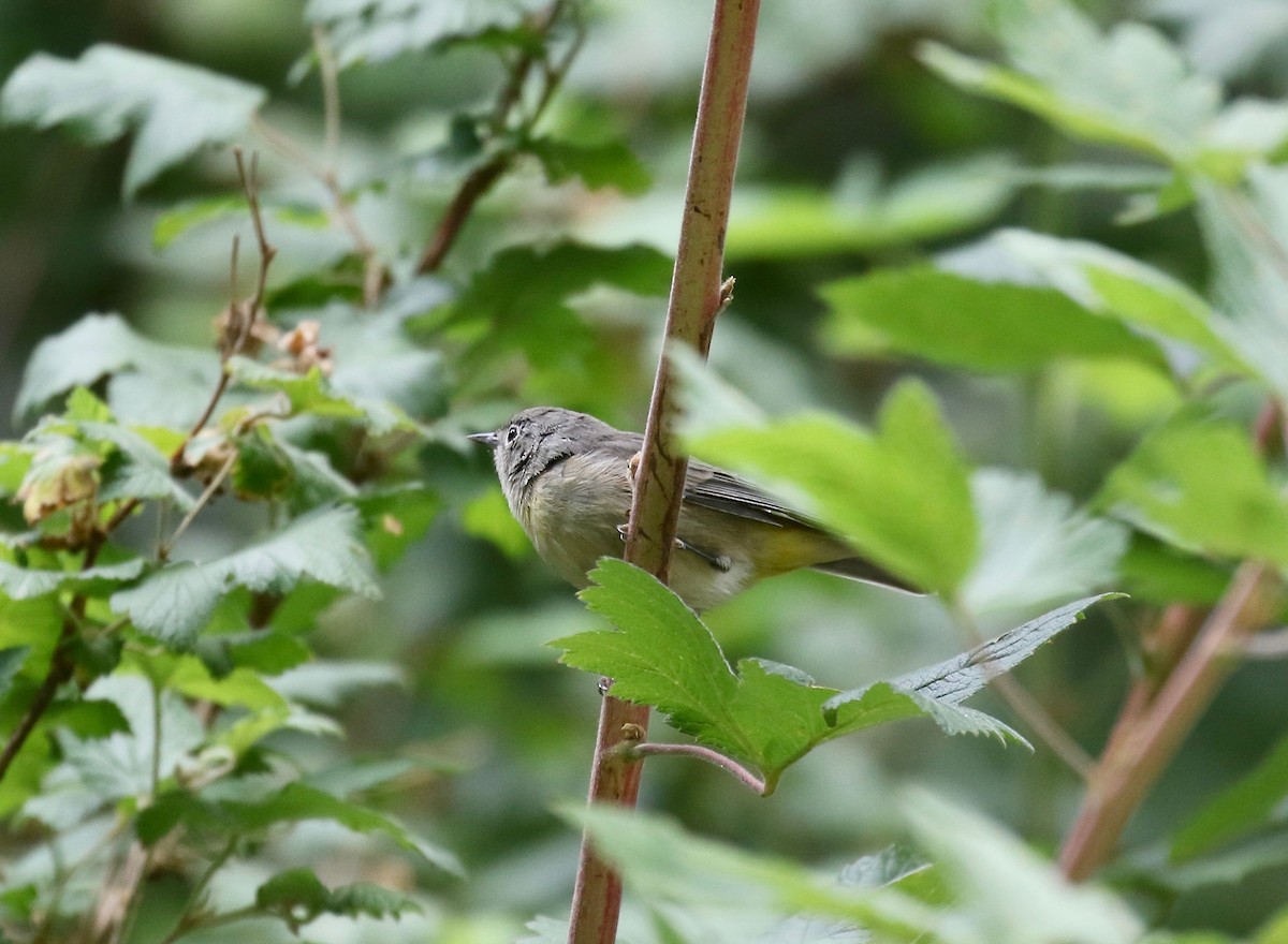 Virginia's Warbler - ML644866319
