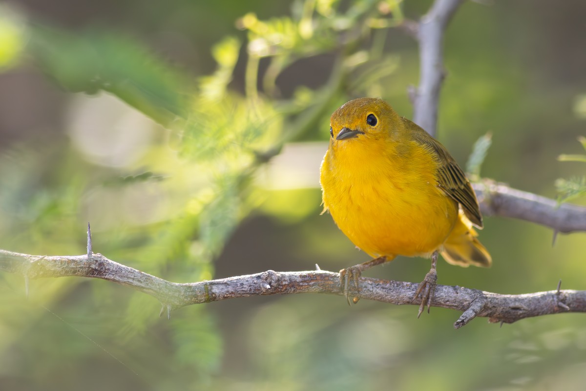 Mangrove Yellow Warbler (Greater Antillean) - ML644866321