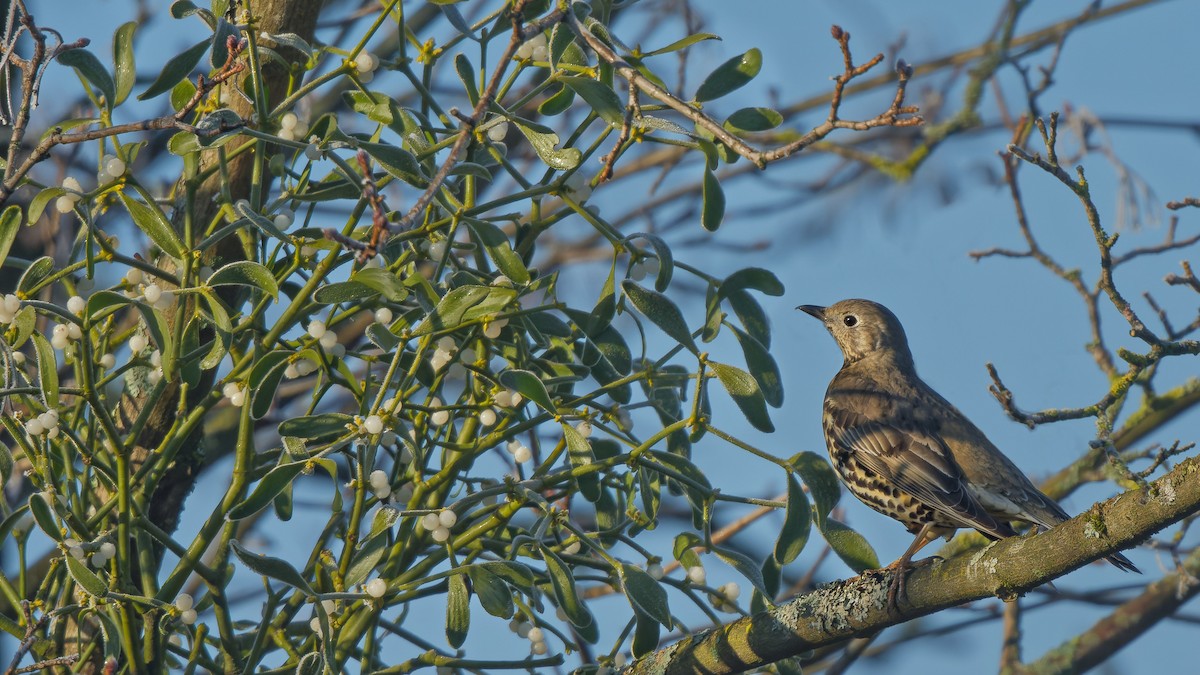 drozd brávník - ML644866338