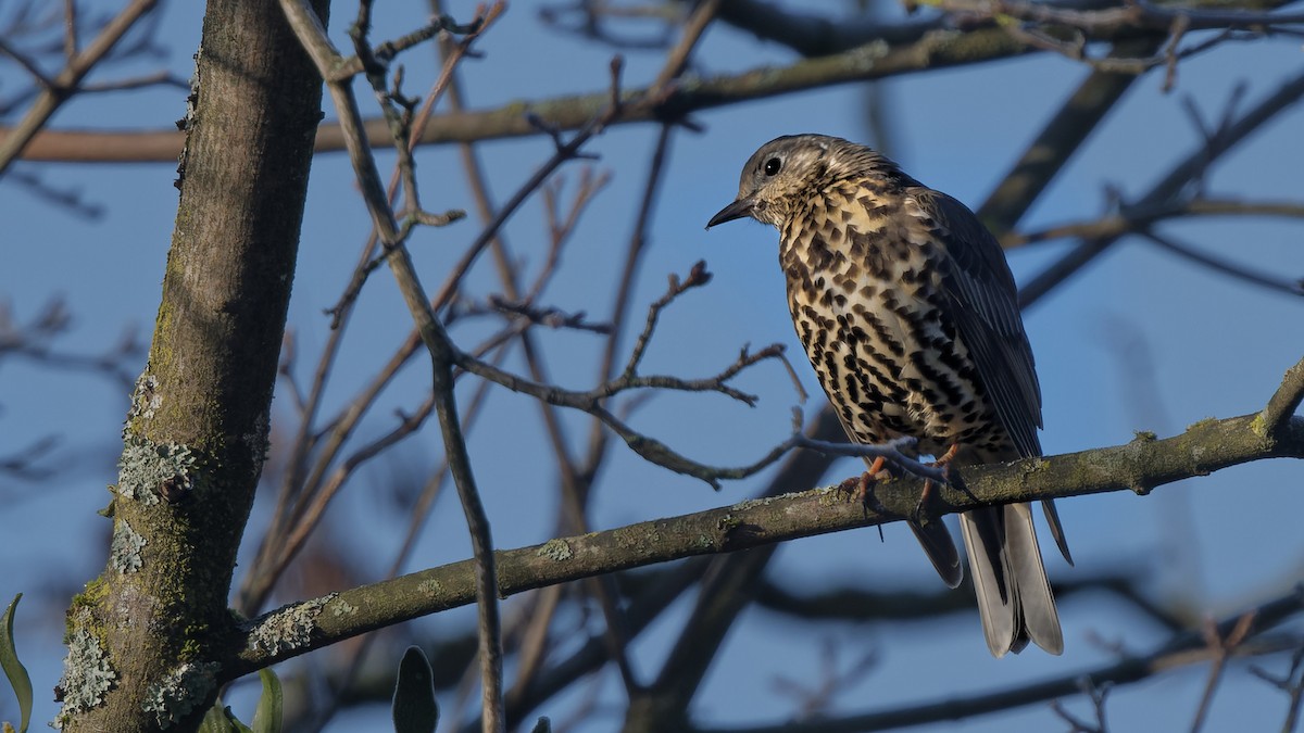 drozd brávník - ML644866340