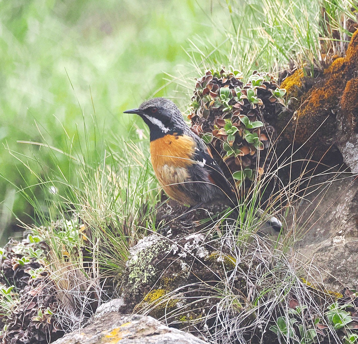 Drakensberg Rockjumper - ML644866341