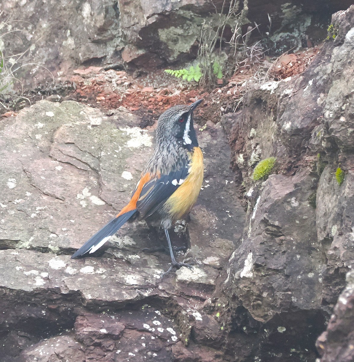 Drakensberg Rockjumper - ML644866342