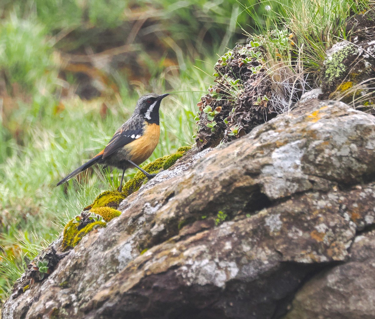 Drakensberg Rockjumper - ML644866345