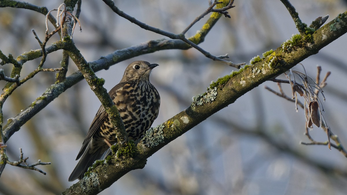 drozd brávník - ML644866351