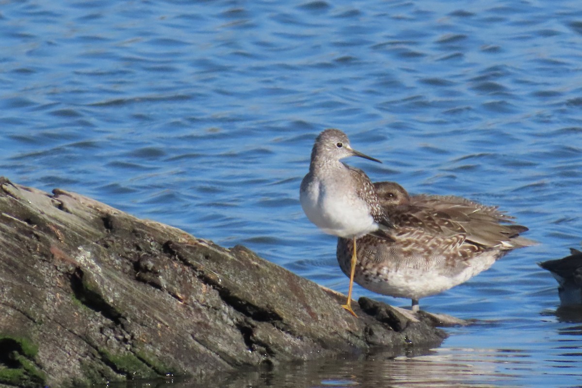 Lesser Yellowlegs - ML644866354