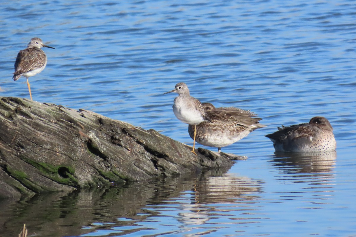 Lesser Yellowlegs - ML644866356