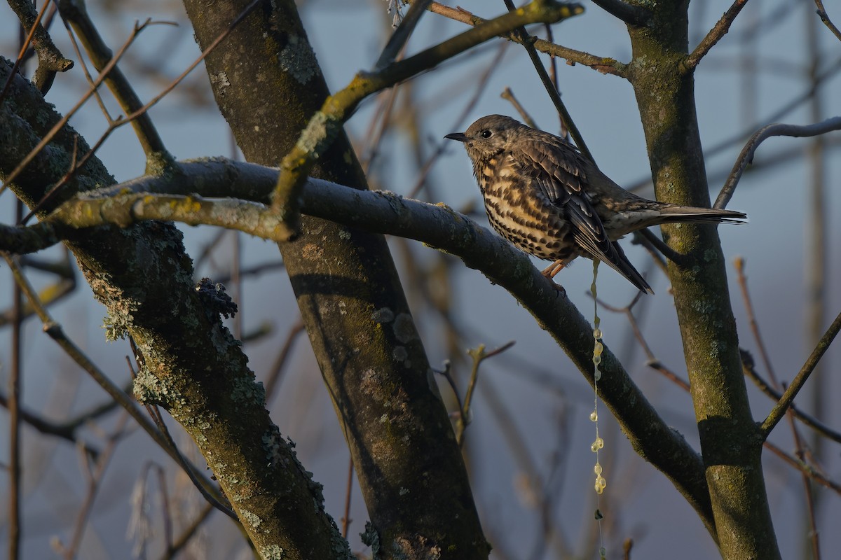 drozd brávník - ML644866357