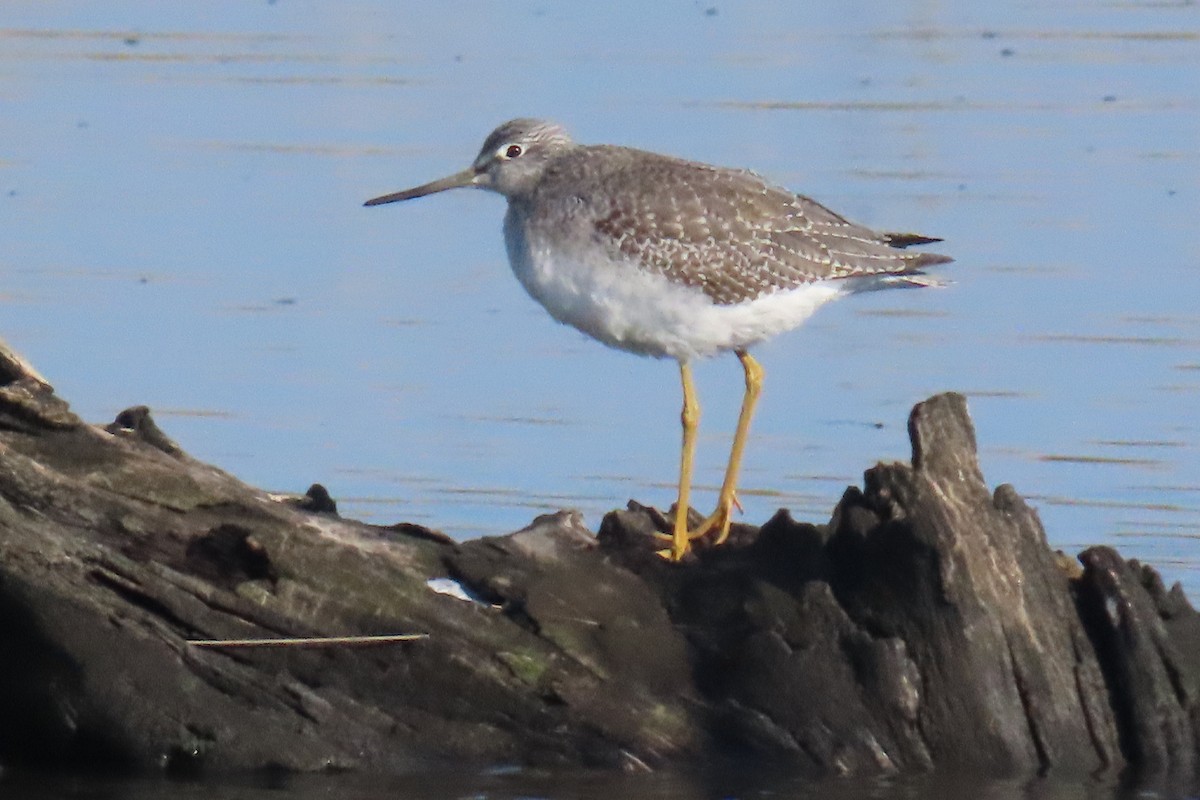 Greater Yellowlegs - ML644866360