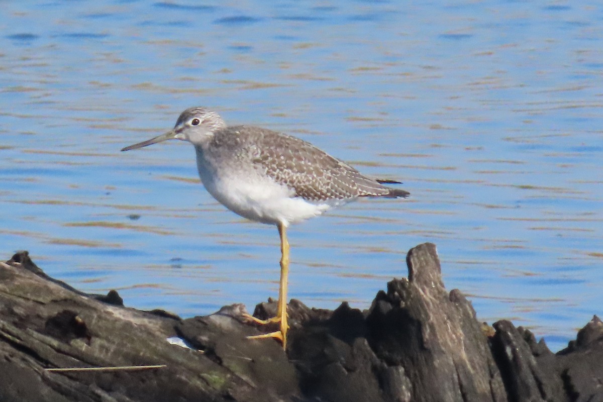 Greater Yellowlegs - ML644866371
