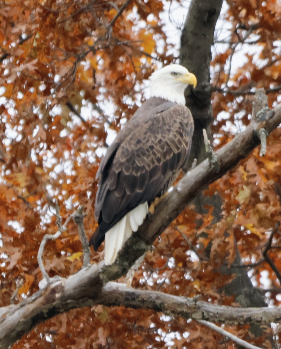 Bald Eagle - ML644866374