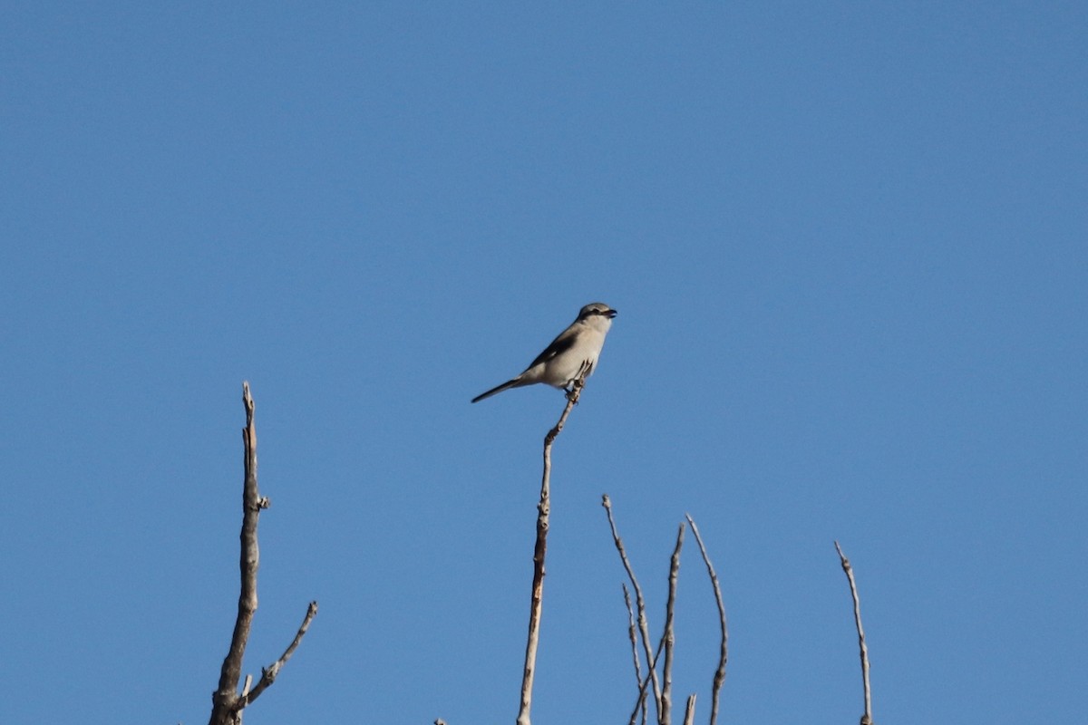 Northern Shrike - ML644866377