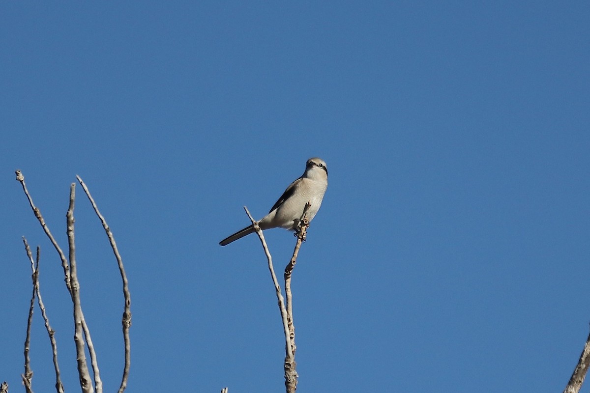 Northern Shrike - ML644866378